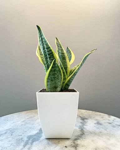 whatsapp image 2025 11 05 at 2.03.18 am