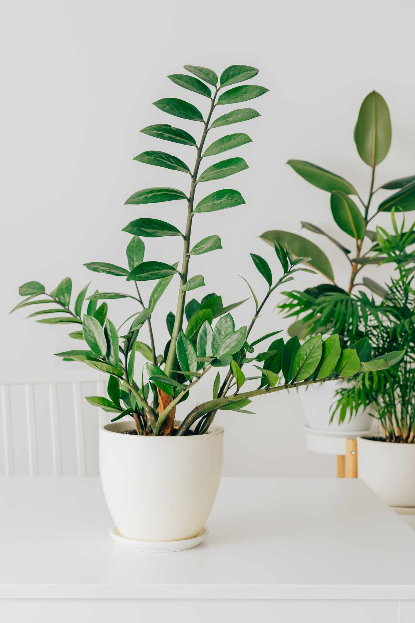 whatsapp image 2025 11 05 at 2.27.23 am